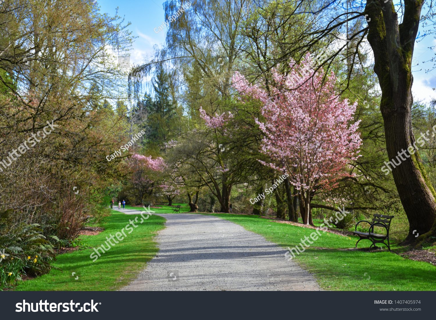 Cherry Blossoms Botanical Garden Seattle Stock Photo Edit Now