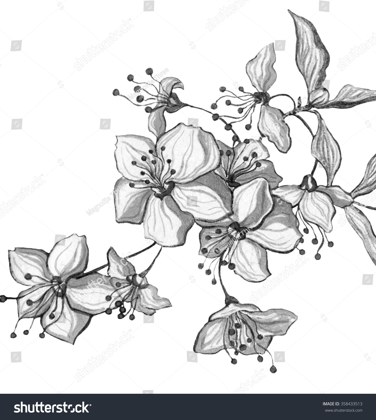 Cherry Flowers In Blossom Isolated On White Background. Hand Drawn ...