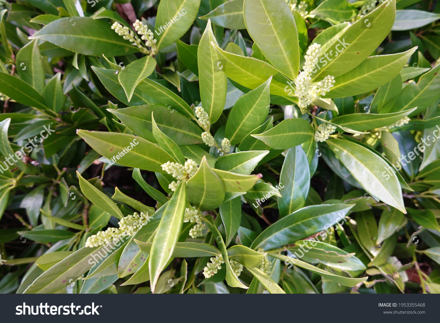 1,064 English laurel Images, Stock Photos & Vectors | Shutterstock