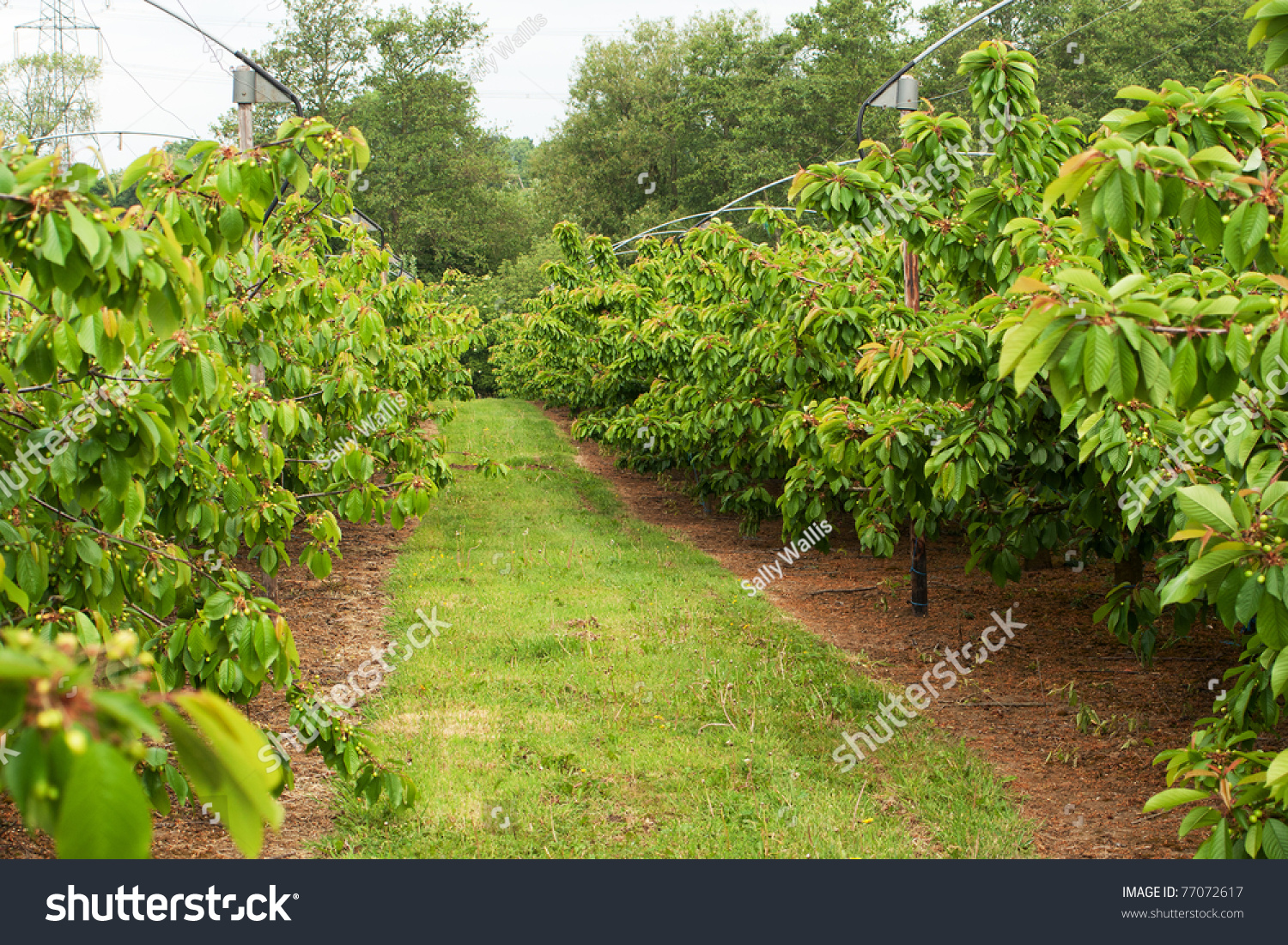 Cherry Orchard, Trees Laden With Swelling Fruit Stock Photo 77072617 ...