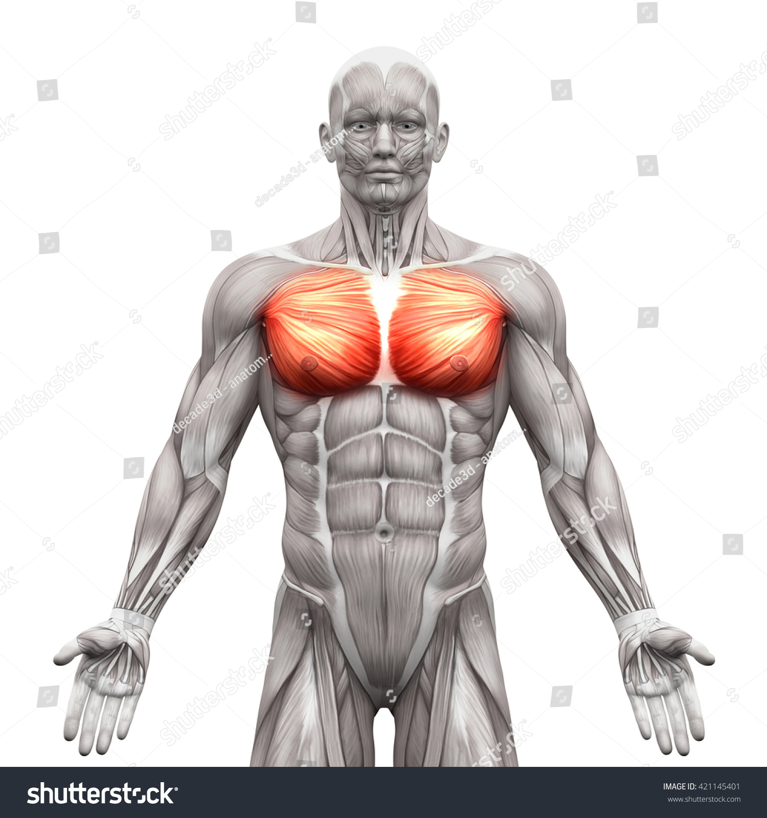 大胸筋と小胸筋 白い背景に解剖学的な筋肉 3dイラスト のイラスト素材