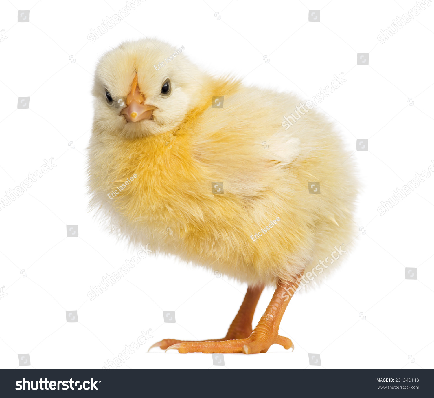 Chick 2 Days Old Stock Photo 201340148 : Shutterstock