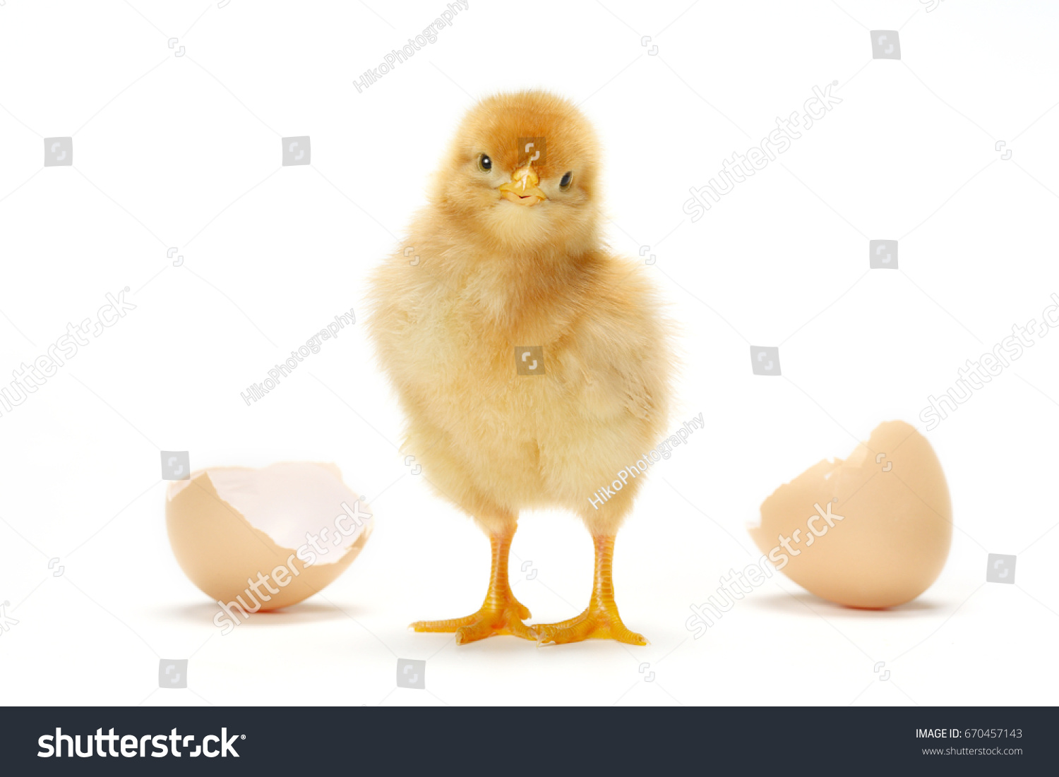 Chick On White Background Stock Photo 670457143 | Shutterstock