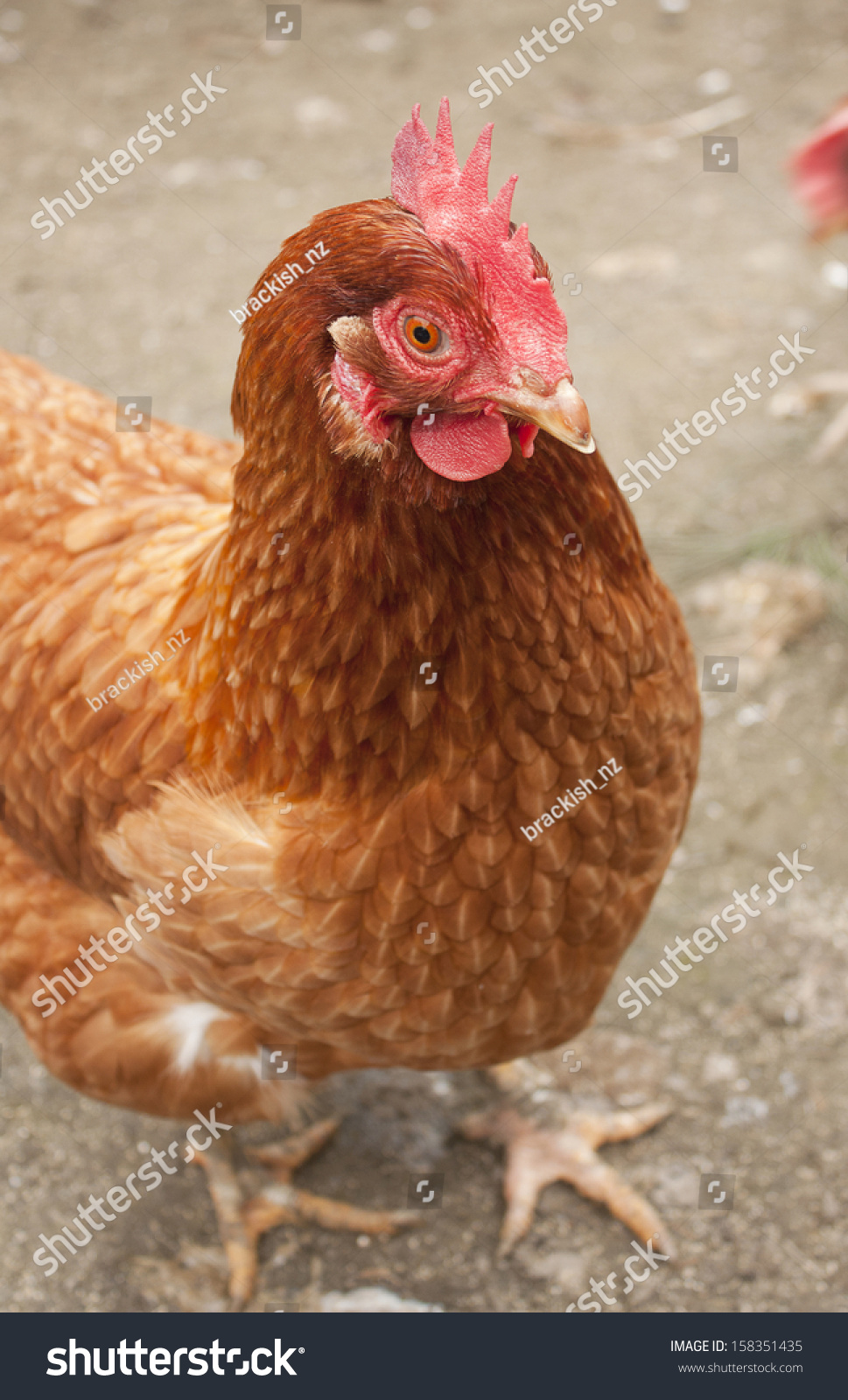 Chicken / Hen Stock Photo 158351435 : Shutterstock