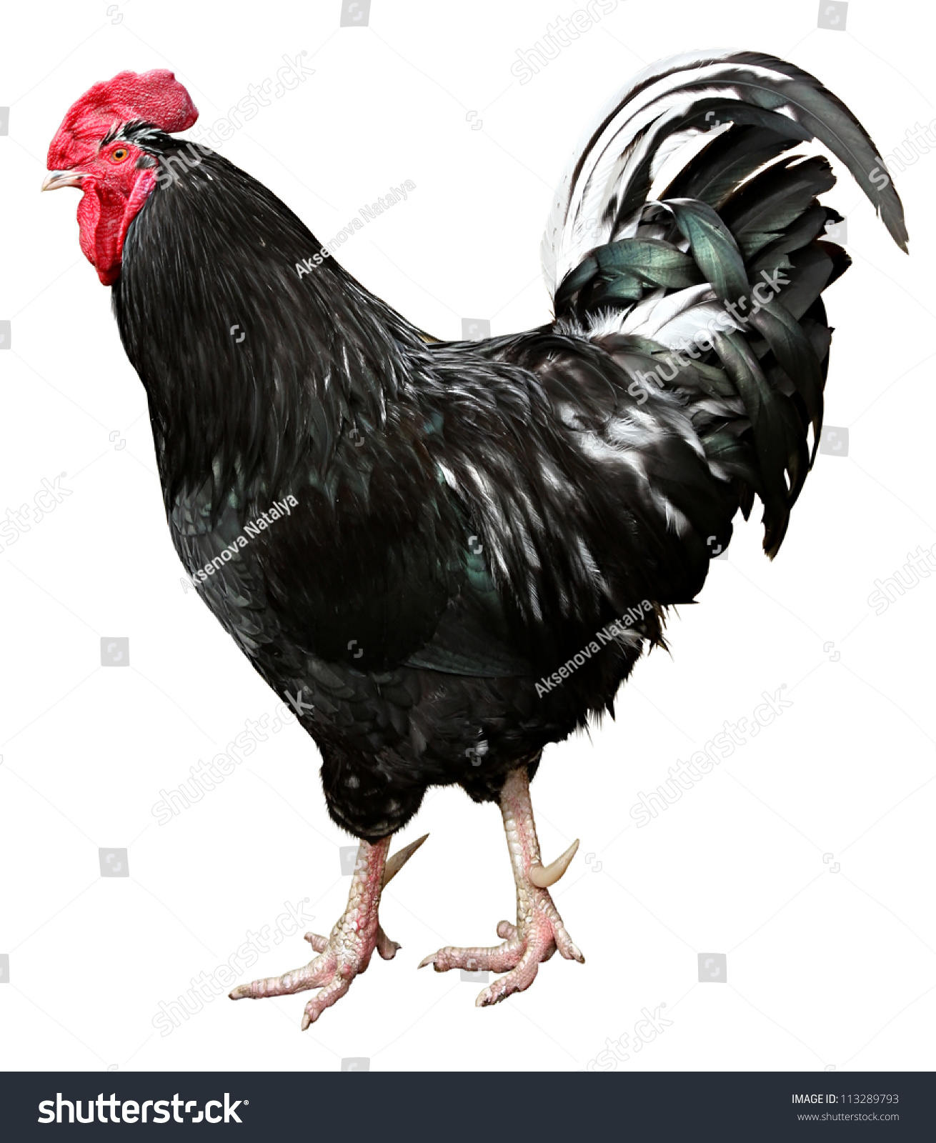 Chicken Isolated On A White Background Stock Photo 113289793 : Shutterstock