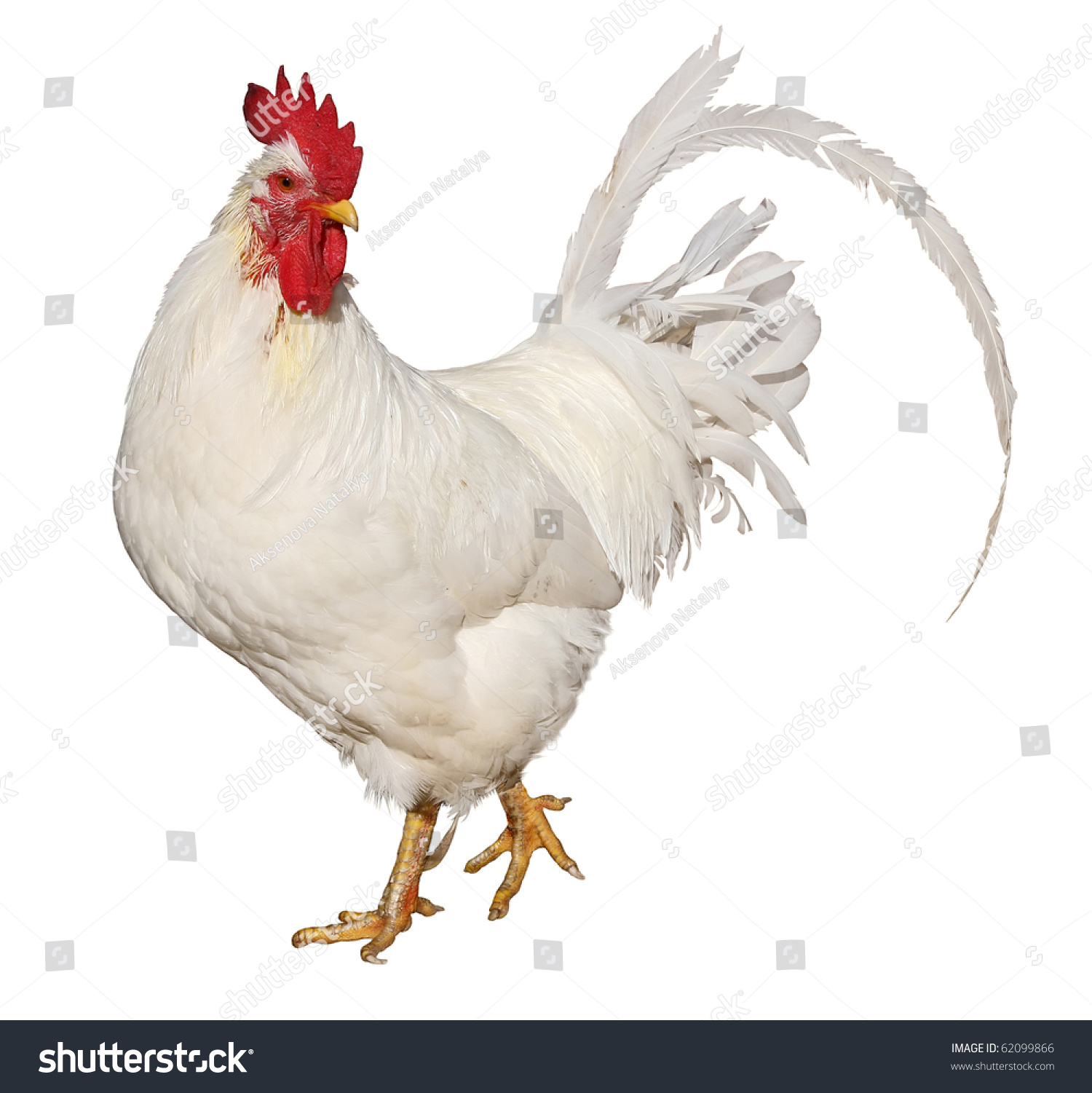 Chicken Isolated On White Background Stock Photo 62099866 - Shutterstock
