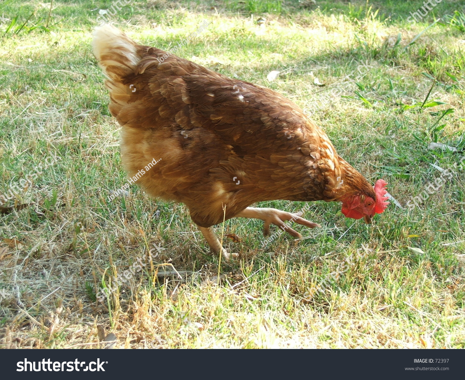 Chicken Pecking Stock Photo 72397 : Shutterstock