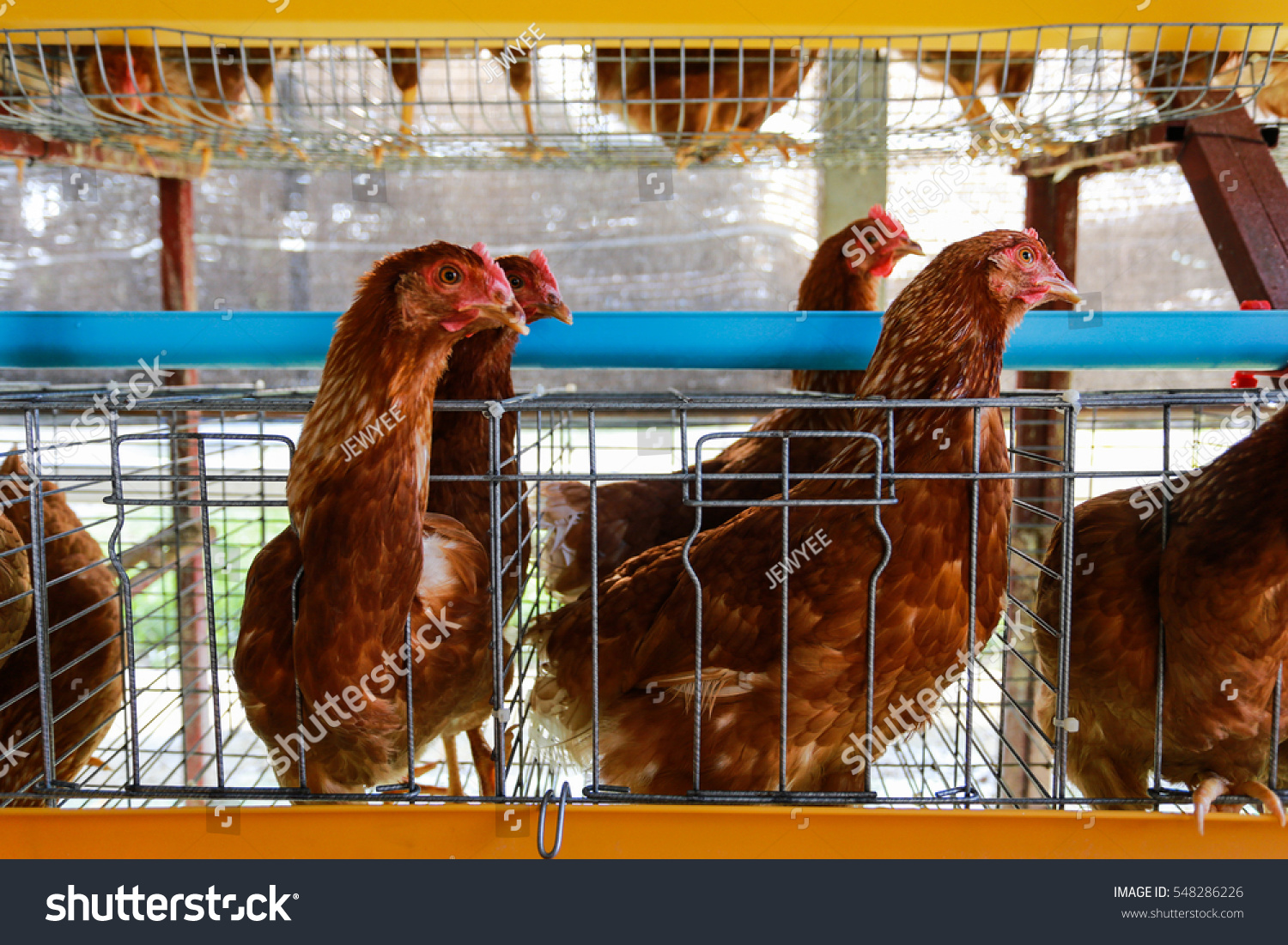 Chickens ,Hens In Cages Industrial Farm Stock Photo 548286226