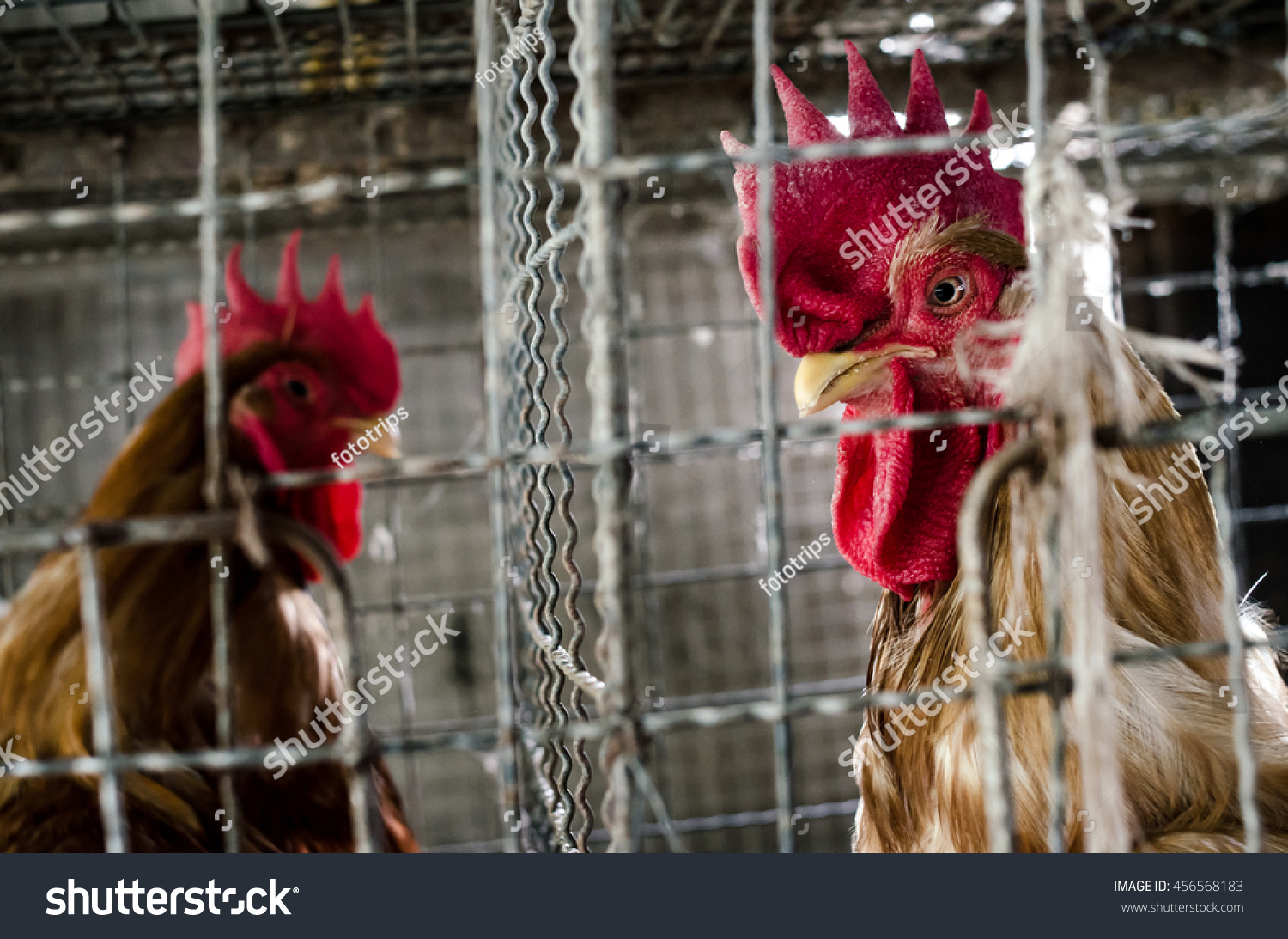 Chickens In The Local Farm,Thailand Stock Photo 456568183 : Shutterstock