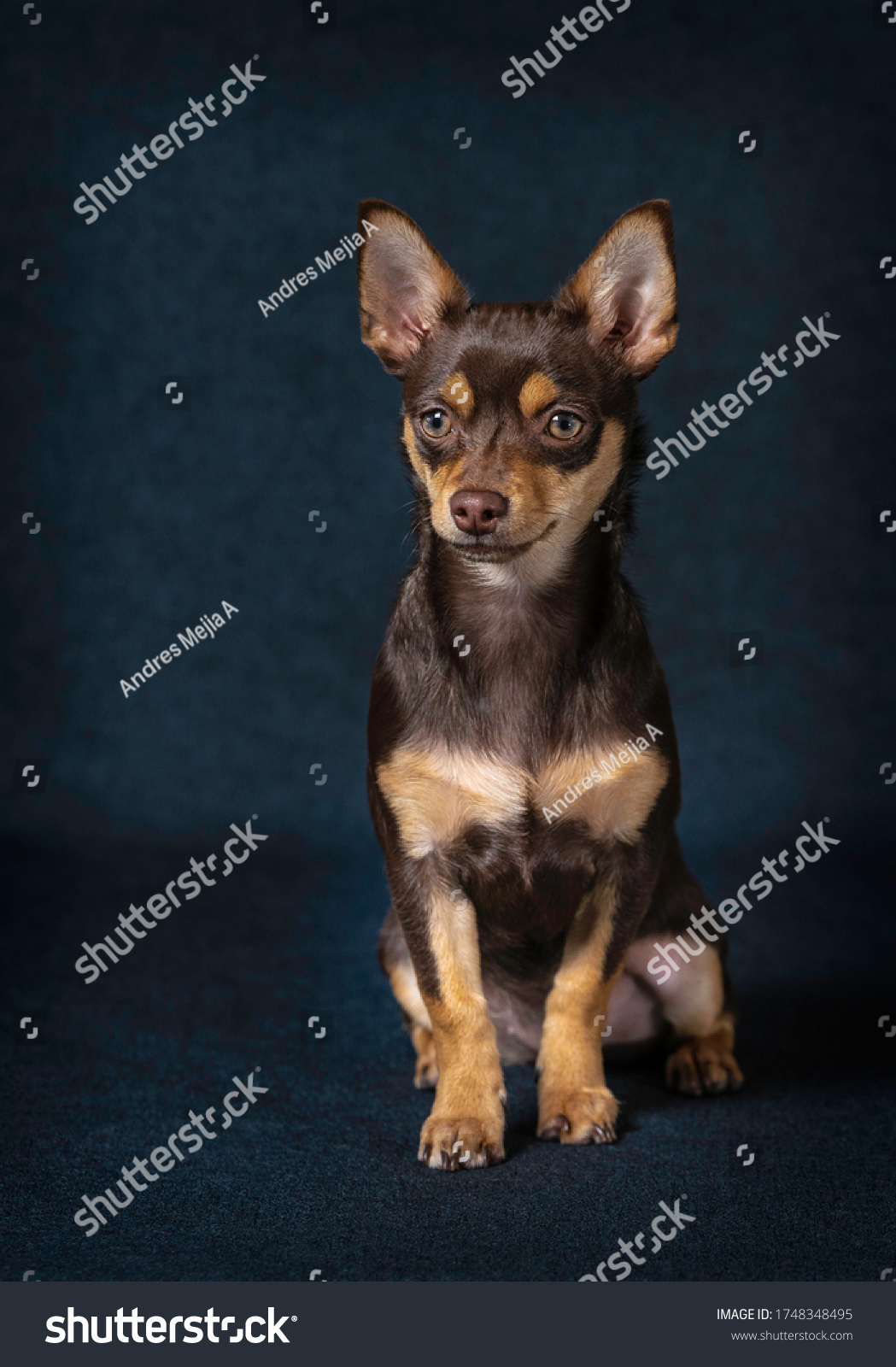 Stock Photo Chihuahua Dog Are Faithful And Very Good Company To Have Them In Small Houses 1748348495 