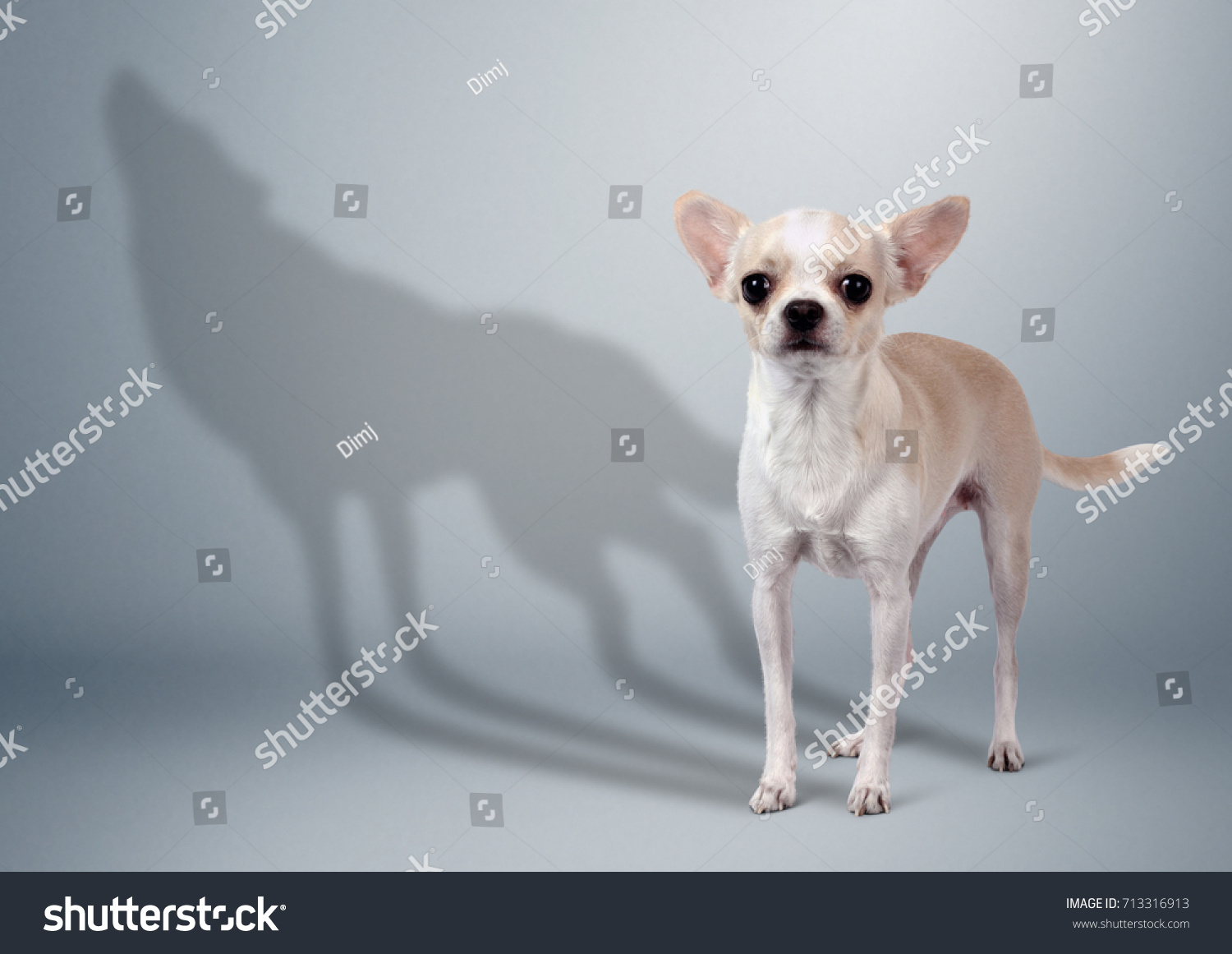 wild chihuahua