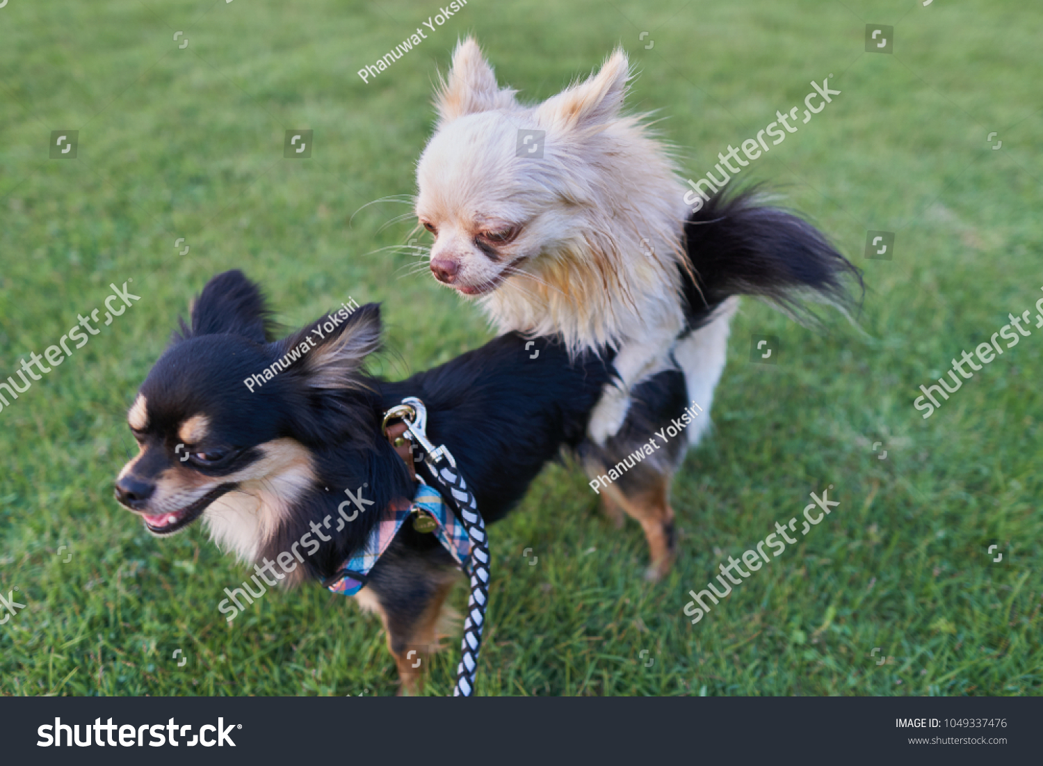 dog mating small dog