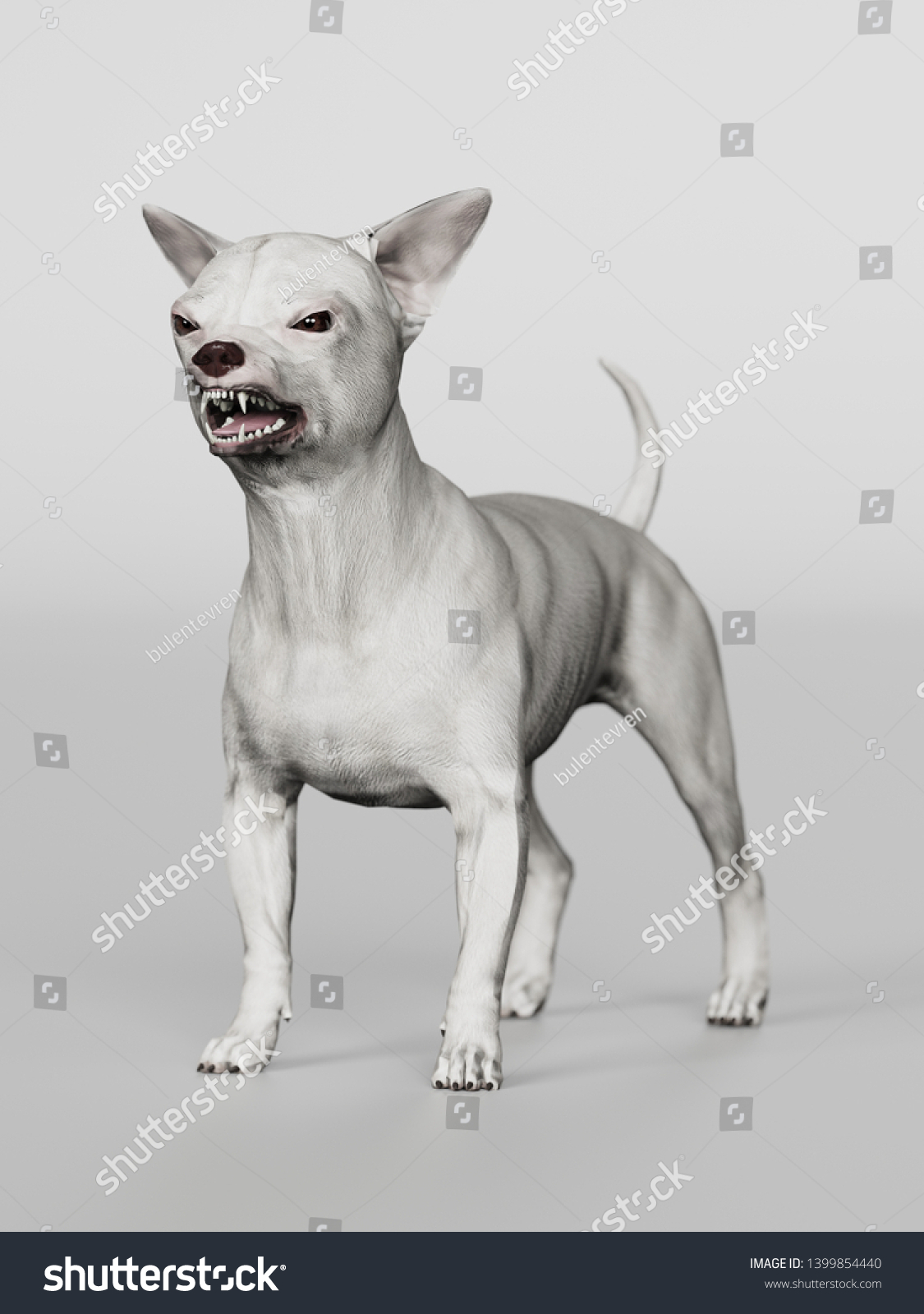 Chihuahua Looking Ugly While Growling Standing Stock Illustration