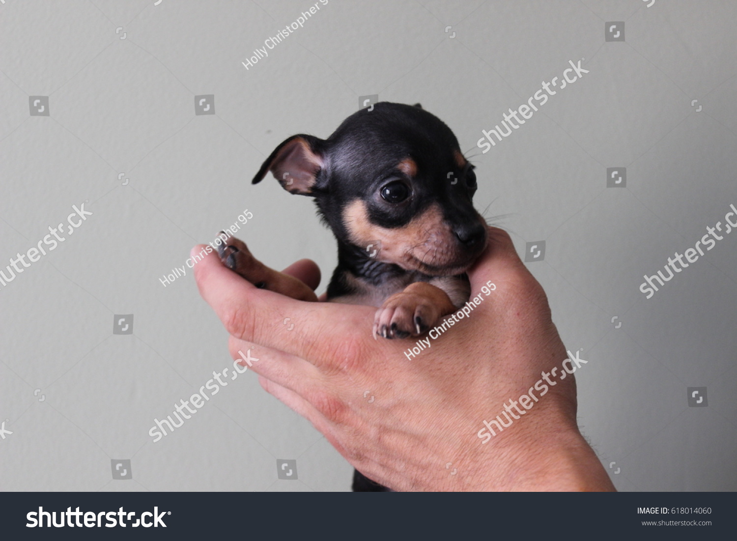 chihuahua pinscher puppies
