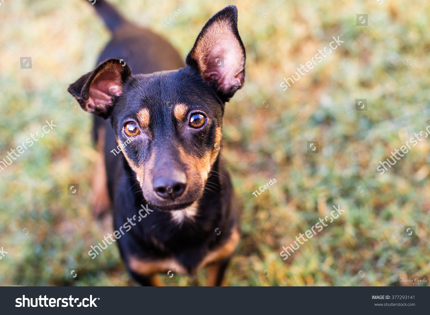 Chihuahua Mix Dog Floppy Ears Animals Wildlife Stock Image 377293141