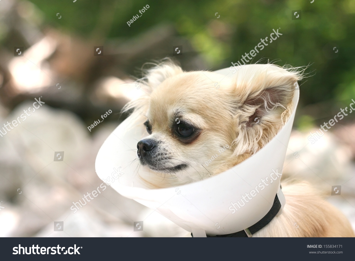 Chihuahua Cone Buster Collar Stock 