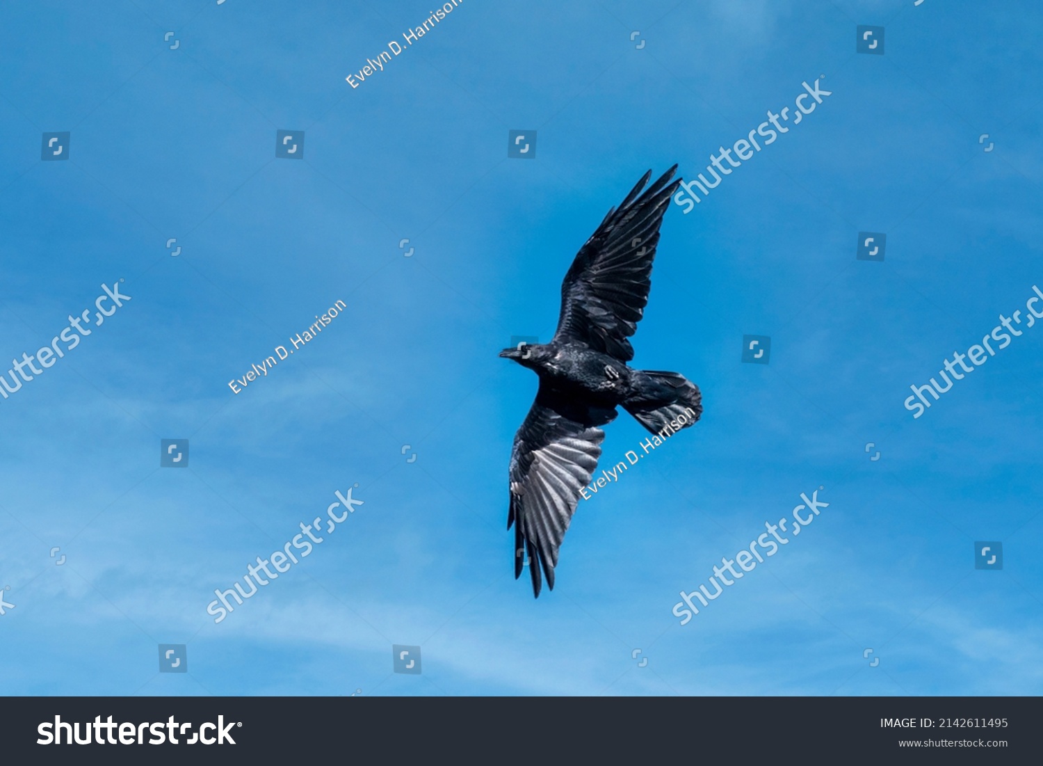 Chihuhuan Raven Flying Cloudy Blue Sky Stock Photo 2142611495 ...