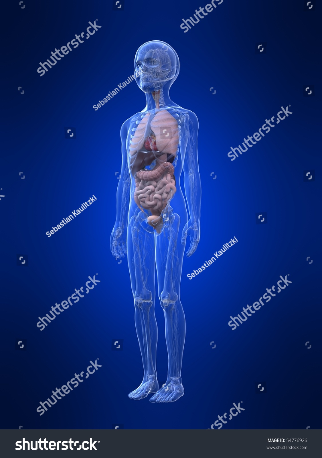 Child Anatomy Boy Stock Illustration 54776926 - Shutterstock