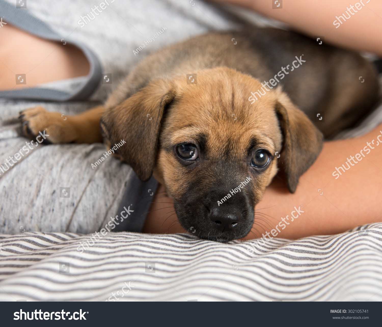 Child Protecting Brown Puppy Floppy Ears Stock Photo Edit Now 302105741