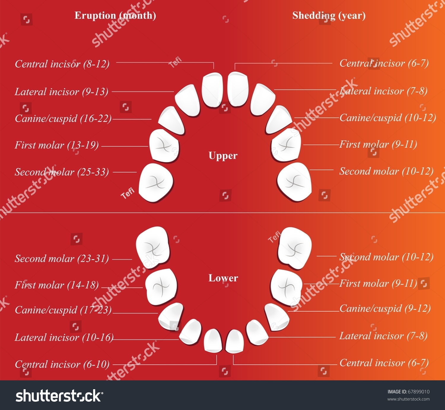 Children Dental Chart. Showing Eruption And Shedding Time. Stock Photo ...