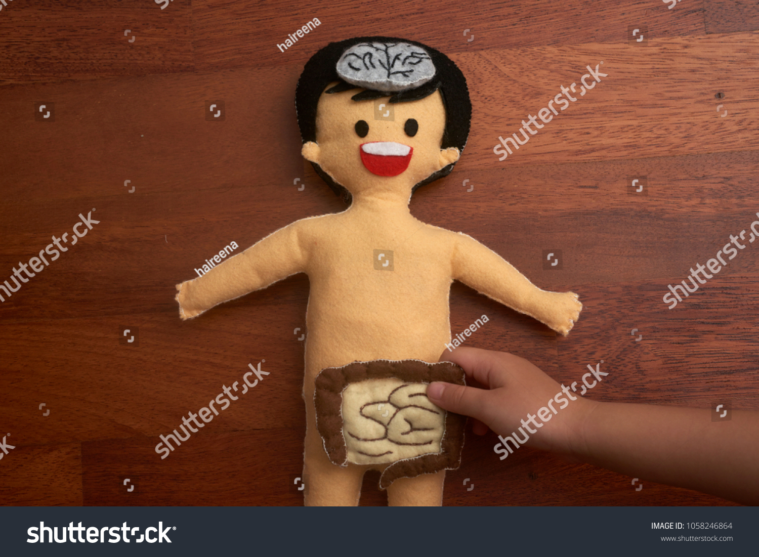 Children Hand Placing Digestive System Human Stock Photo Edit Now 1058246864