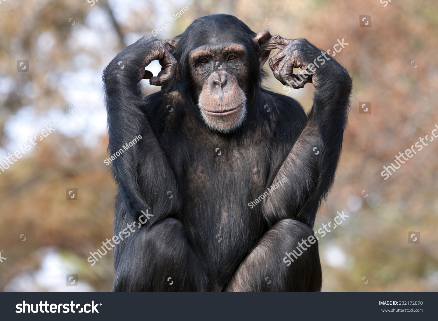 Chimpanzee Hear No Evil Stock Photo Edit Now