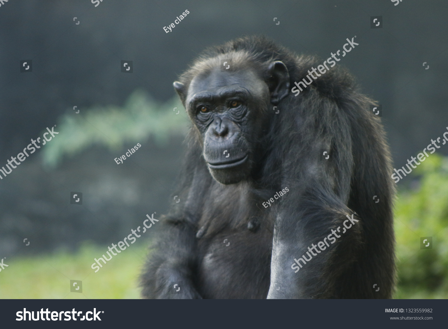 Chimpanzee Jungle Black Stock Photo 1323559982 | Shutterstock