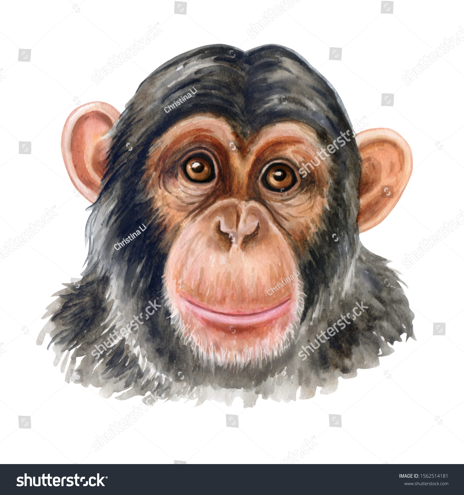 Chimpanzee Monkey Portrait Realistic Animal Muzzle Stock Illustration