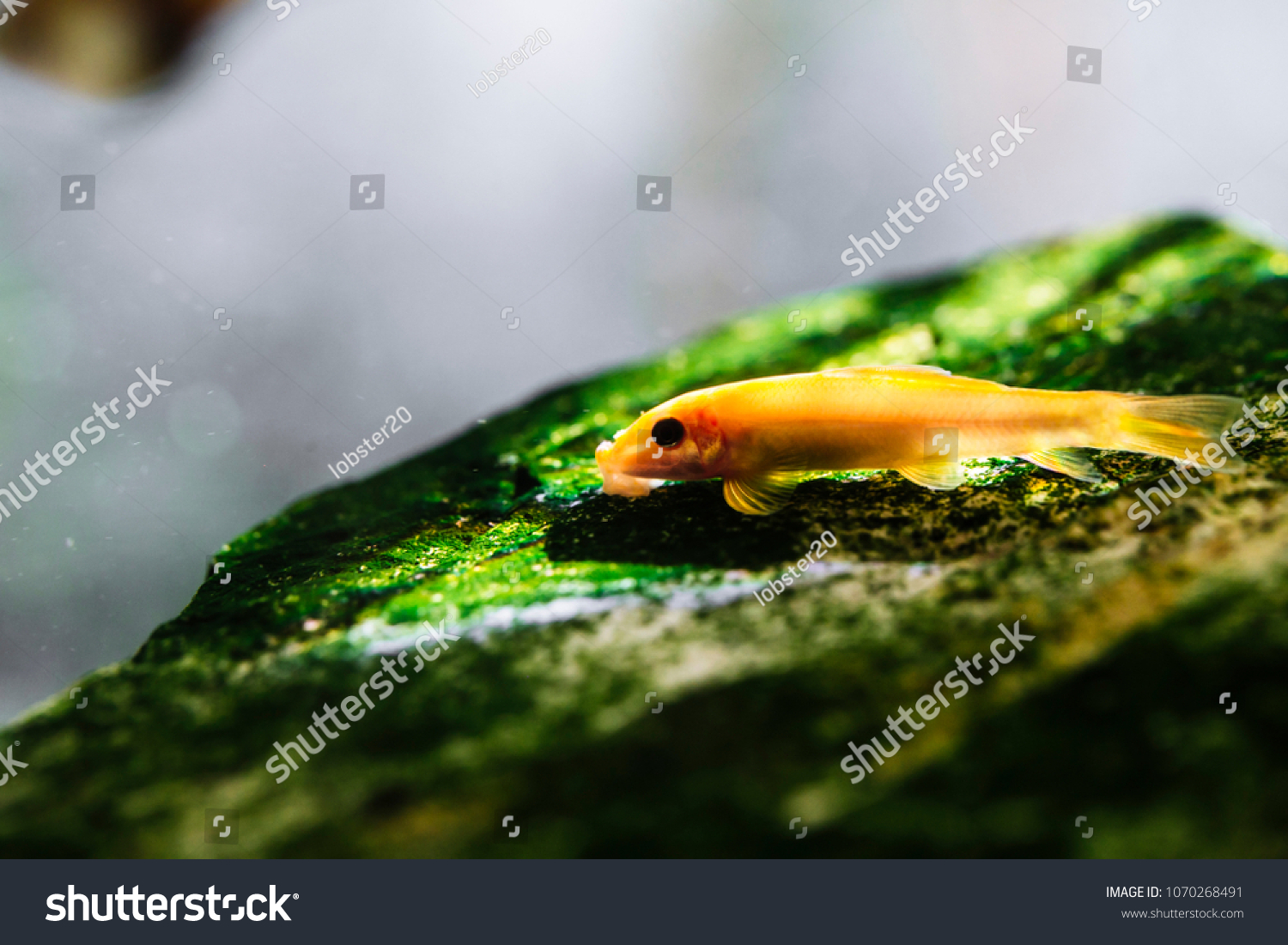 Chinese Algae Eater Popular Bottom Feeder Royalty Free Stock Image