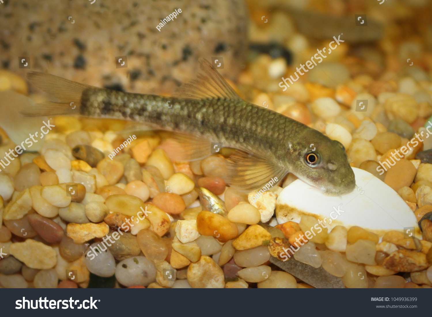 Chinese Algae Eater Known Indian Algae Royalty Free Stock Image