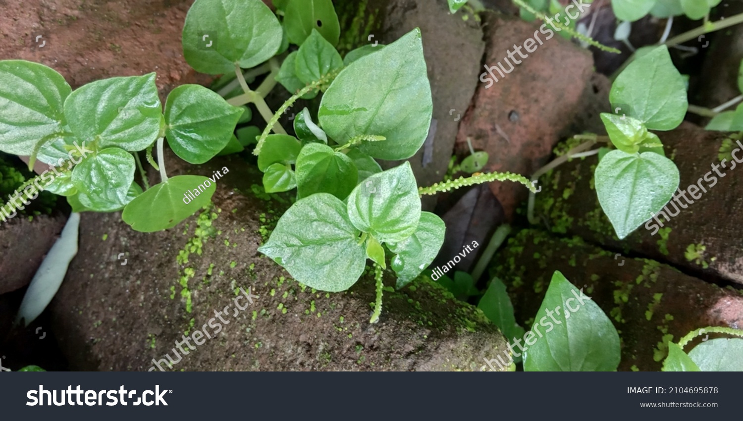 Chinese Betel Leaf Betel Leaf Found Stock Photo 2104695878 | Shutterstock