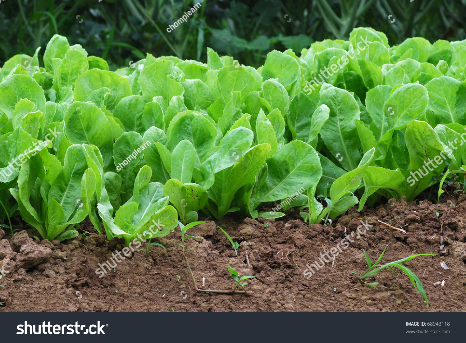 Chinese Cabbage. Green Nature Chinese Cabbage Field Stock Photo ...