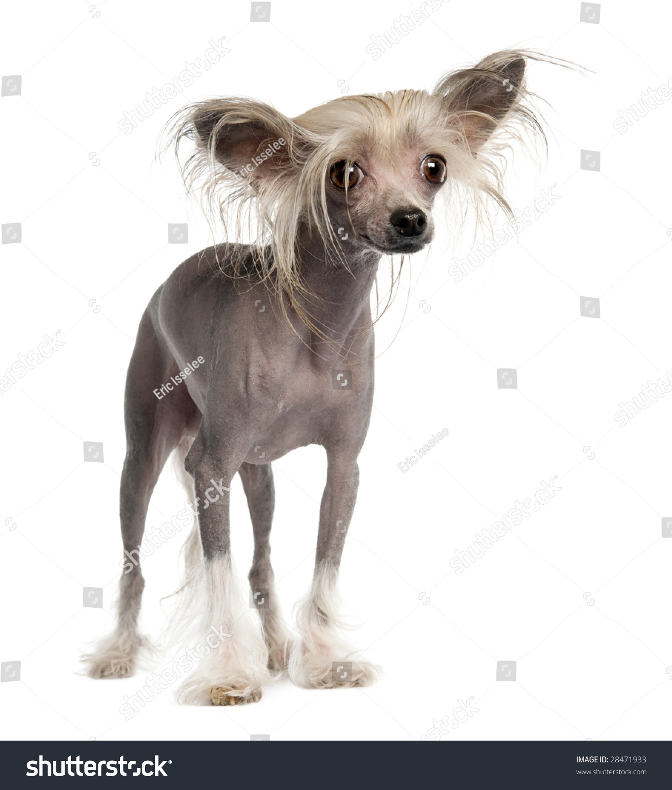 crested chinese hairless dog