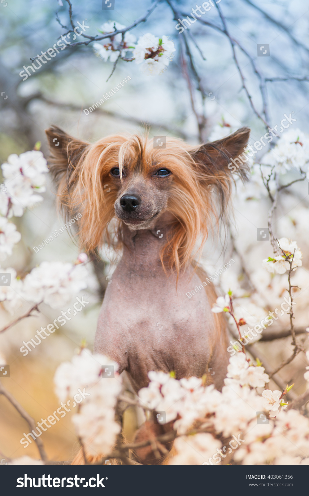 apricot chinese crested