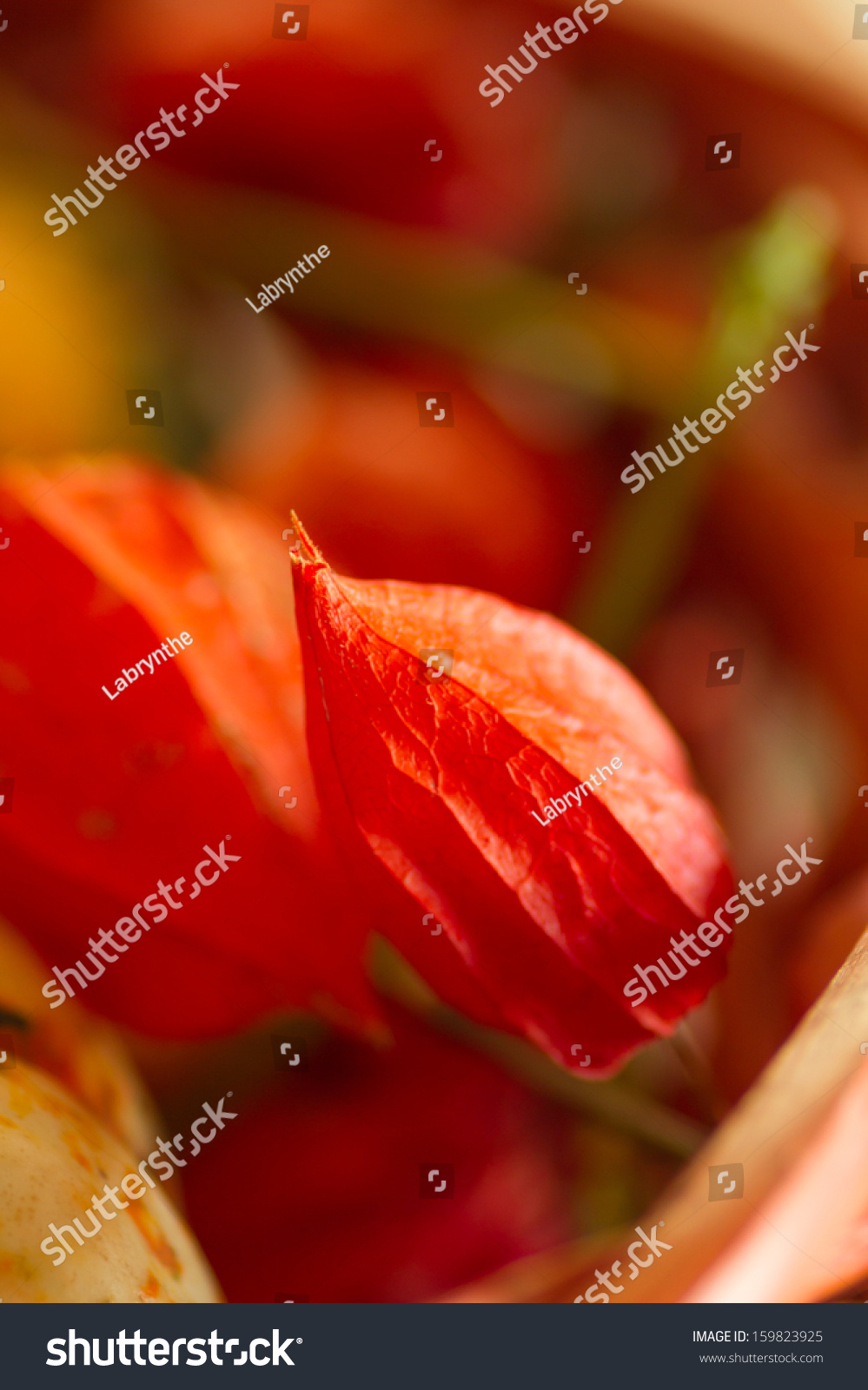 Chinese Lantern Flower Physalis Alkekeng Flower Stock Photo Edit Now 159823925