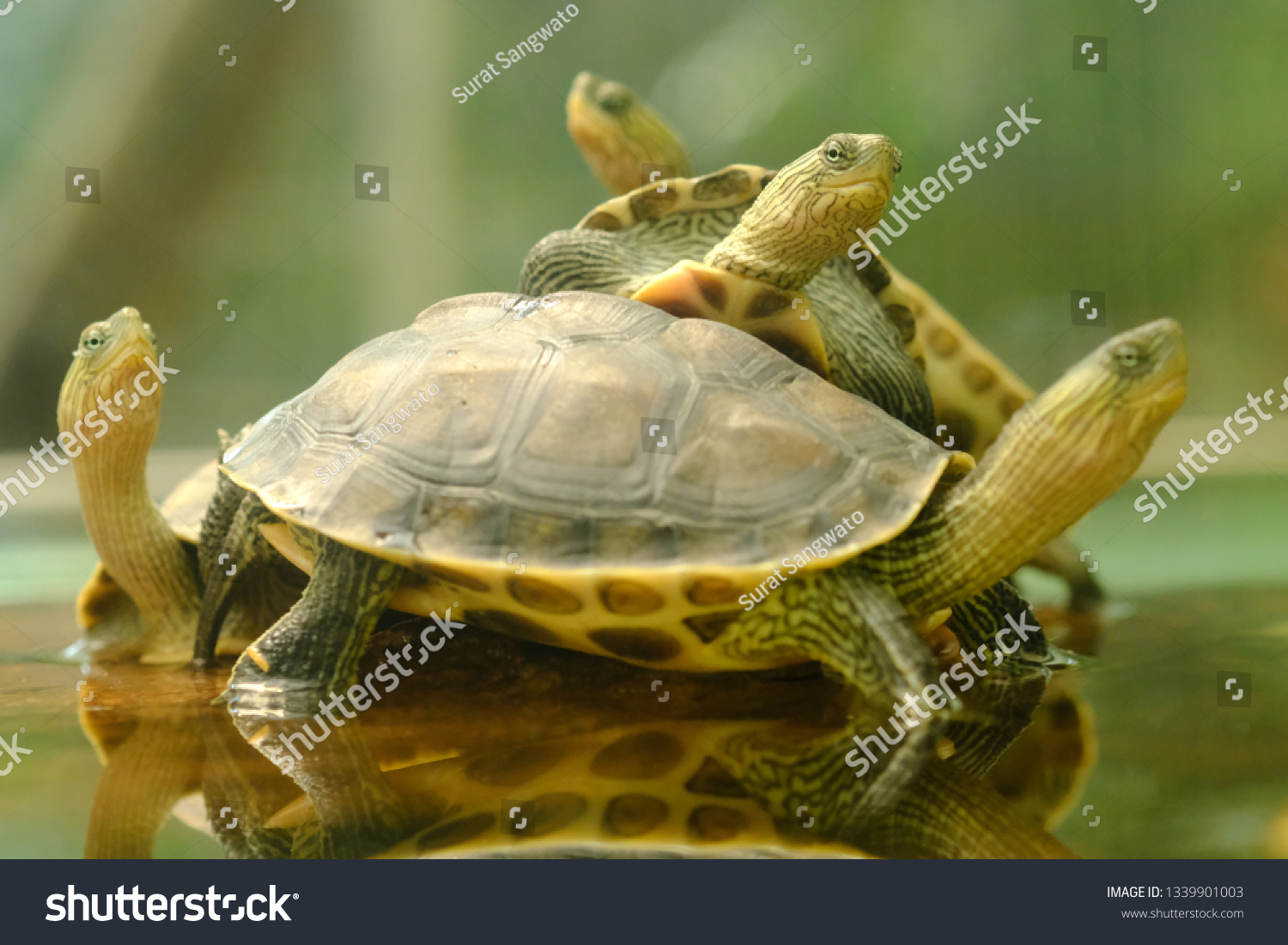 680 Stripe necked turtle Images, Stock Photos & Vectors | Shutterstock