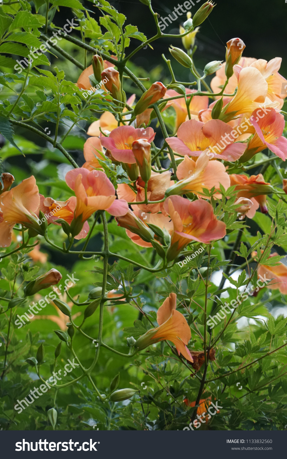 Chinese Trumpet Vine Campsis Campsis Grandiflora Stock Photo 1133832560