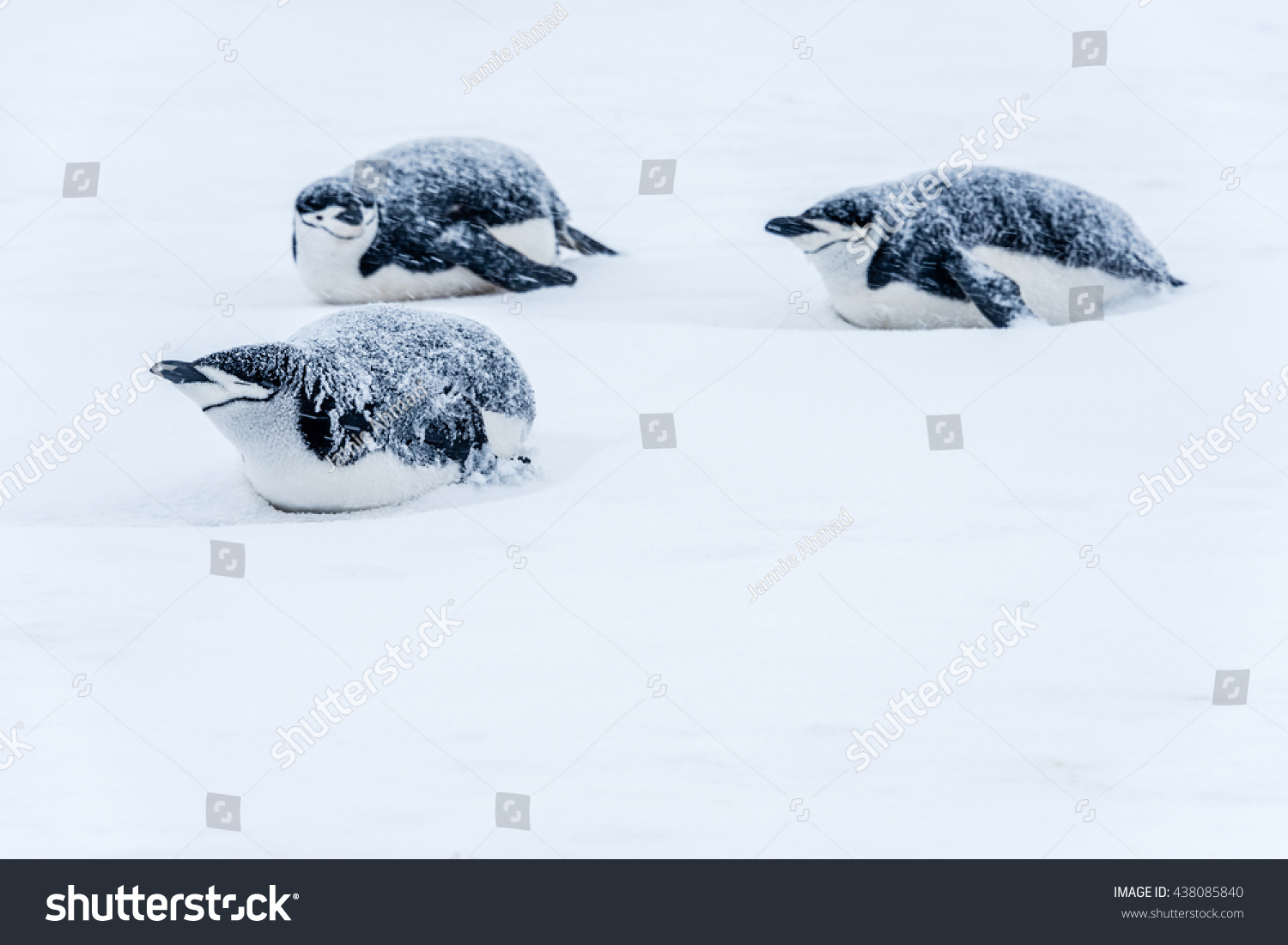 5 little penguins sliding on the ice