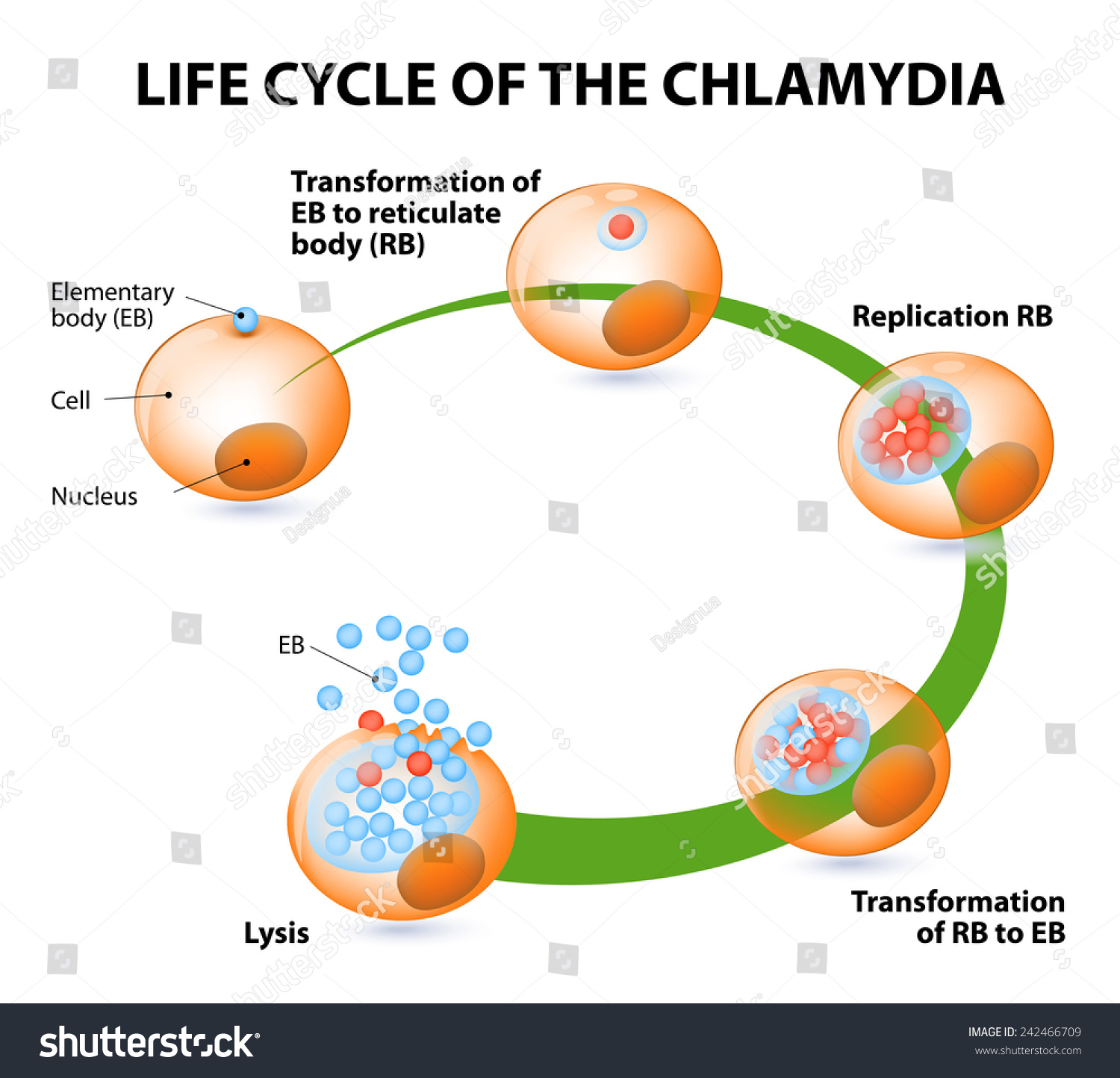 Chlamydia Life Cycle Bacteria Sexually Transmitted Stock Illustration