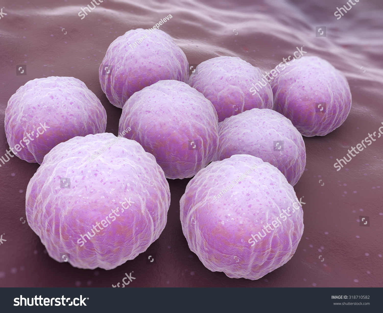 Chlamydia Trachomatis Gram Stain Morphology