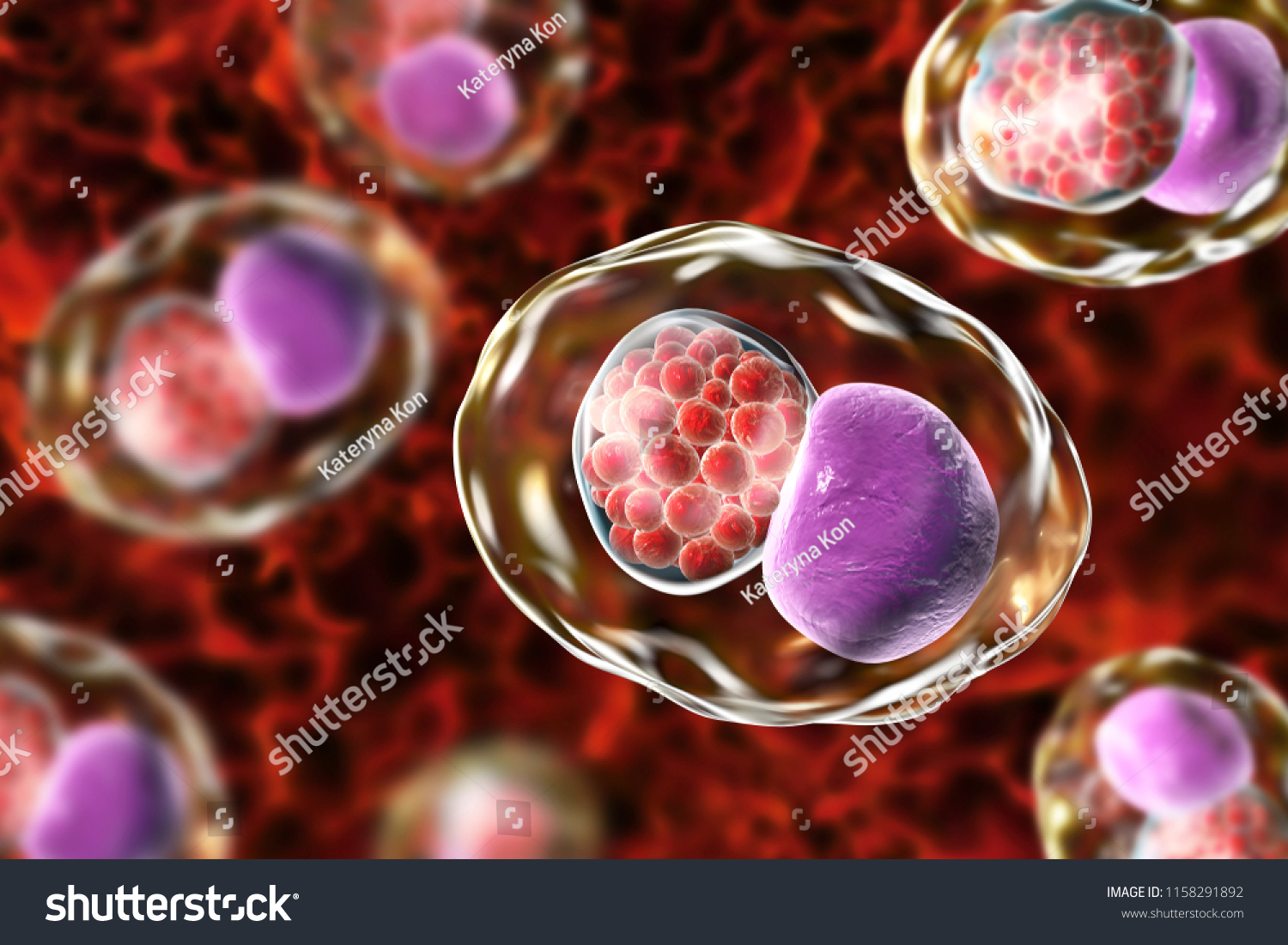 Chlamydia Trachomatis Bacteria 3d Illustration Showing Stock Illustration 1158291892 7579