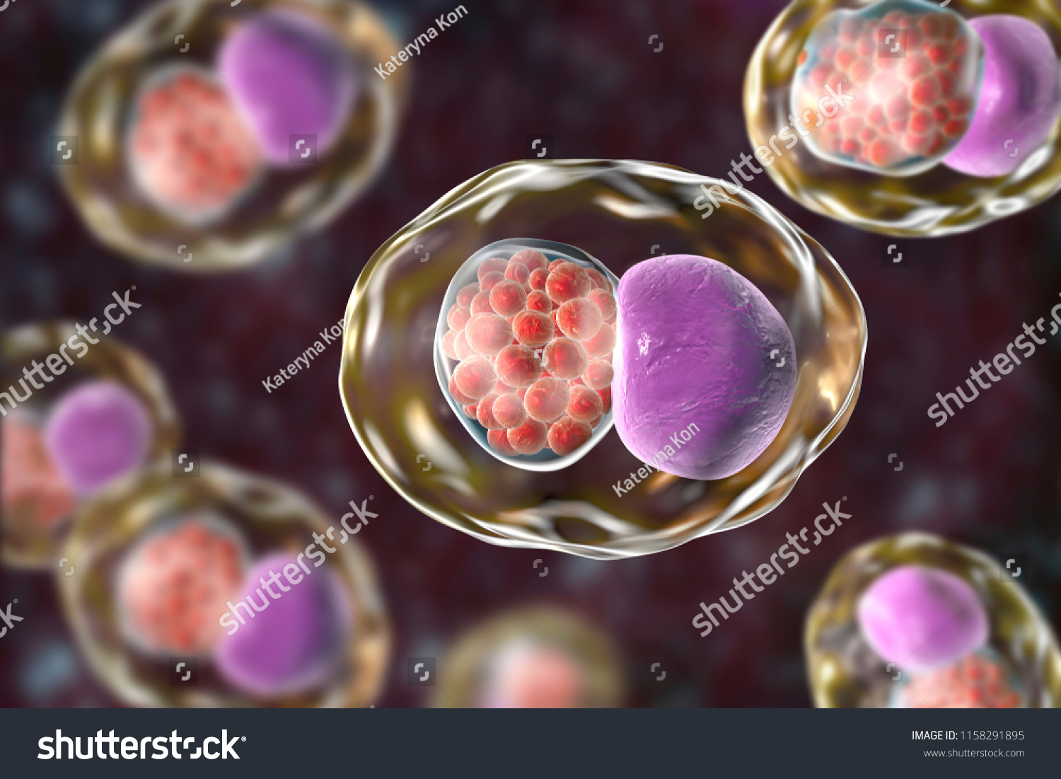 Chlamydia Trachomatis Bacteria 3d Illustration Showing Stock Illustration 1158291895 2201