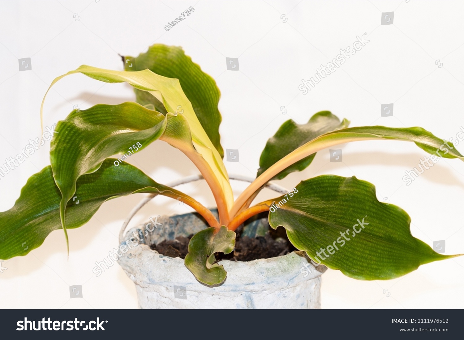 Chlorophytum orchidastrum Green Orange Indoor Plant evengreen houseplant 