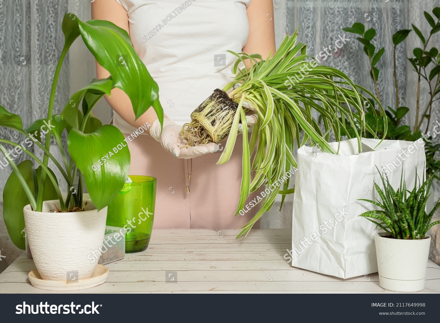 1,524 Orchid transplant Images, Stock Photos & Vectors | Shutterstock