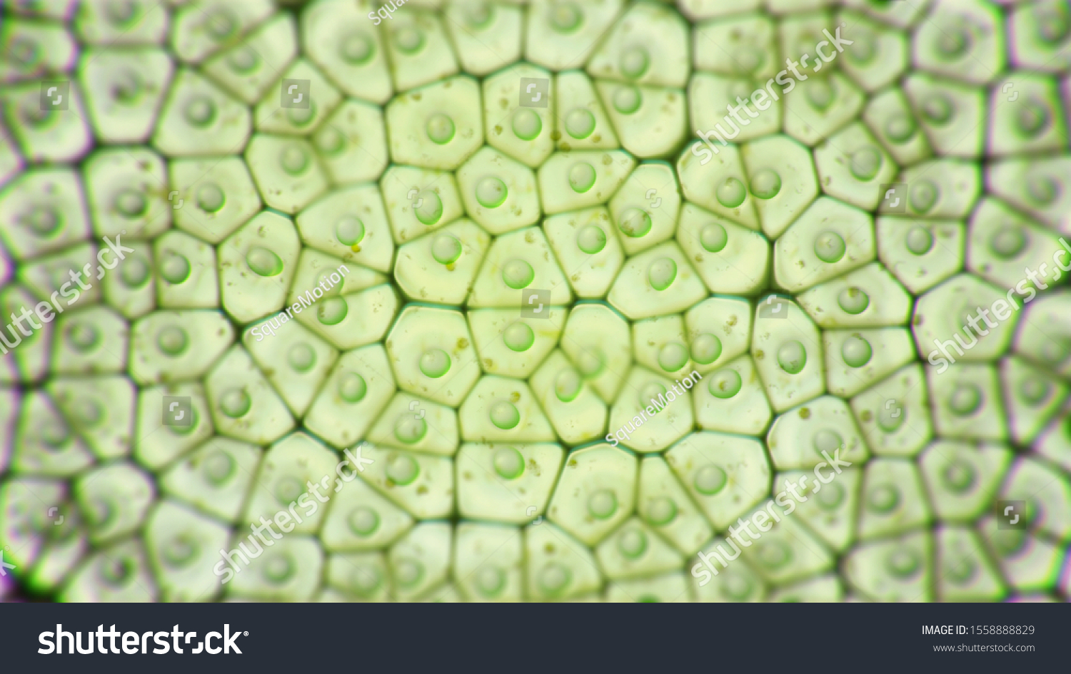 Chloroplast Eukaryotic Cells Under Microscope Green Stok İllüstrasyon