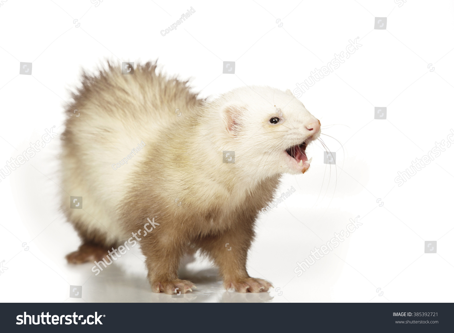 Chocolate Color Ferret Male On White Stock Photo Edit Now 385392721