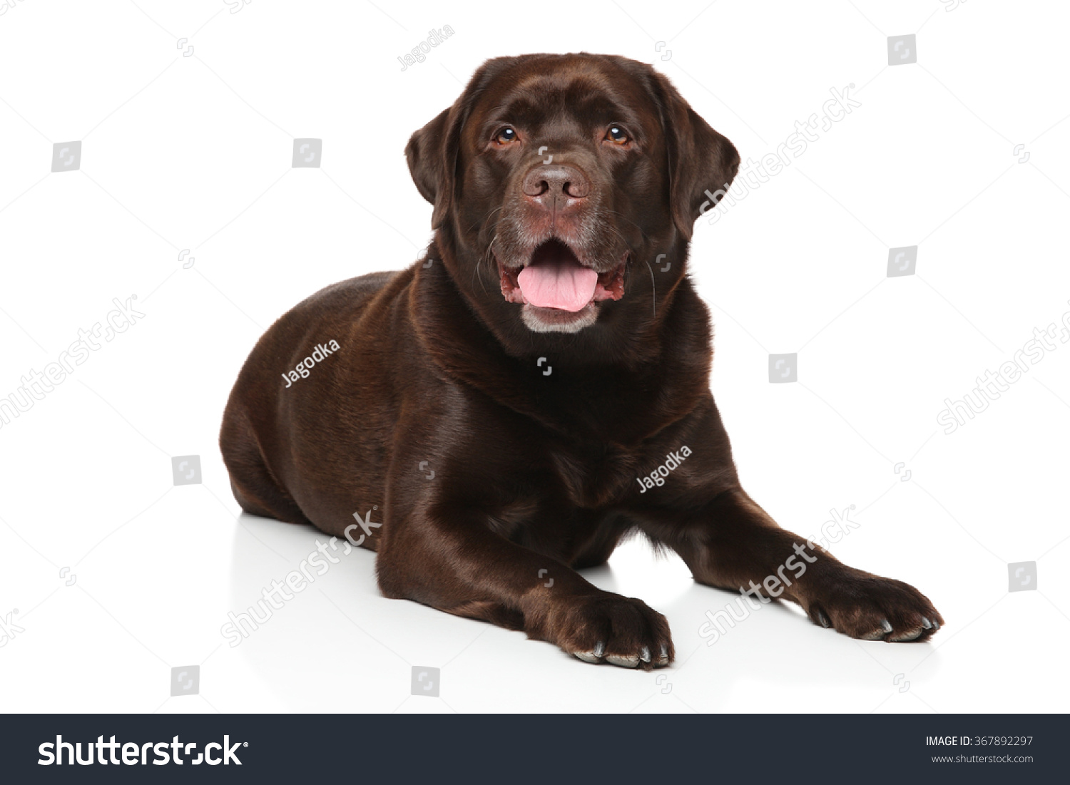 Chocolate Color Labrador Retriever Dog Lying Stock Photo 367892297