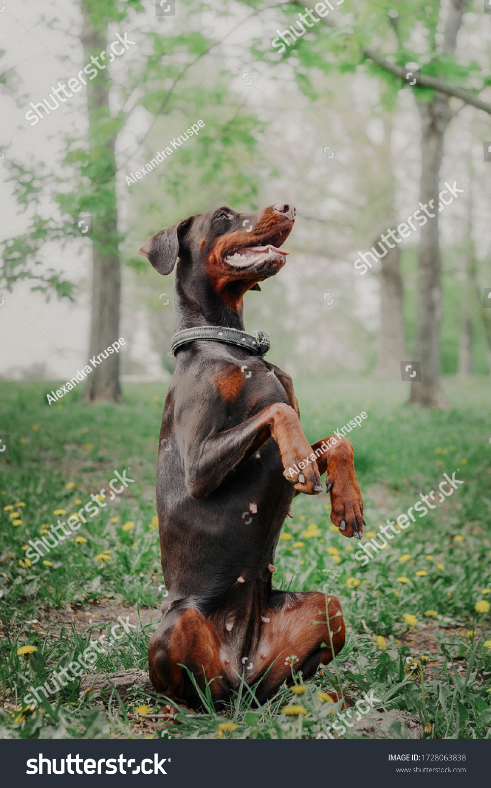 8 Pinscher Do Doberman Images Stock Photos Vectors Shutterstock 8 Pinscher Do Doberman Images Stock Photos Vectors Shutterstock