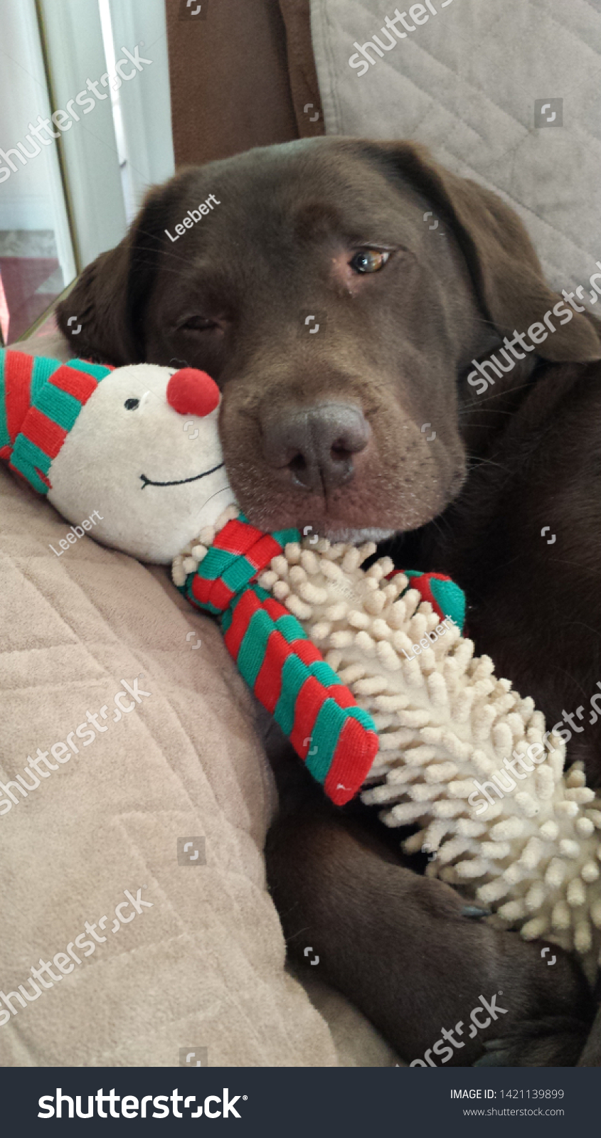 chocolate labrador soft toy