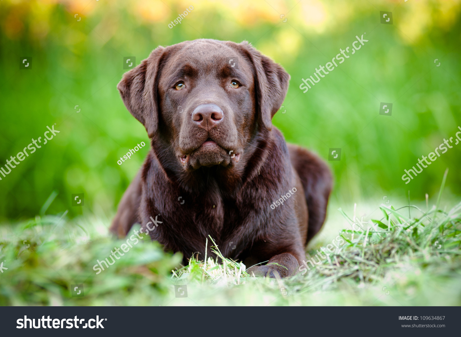 Chocolate Labrador Retriever Puppy Stock Photo 109634867 : Shutterstock